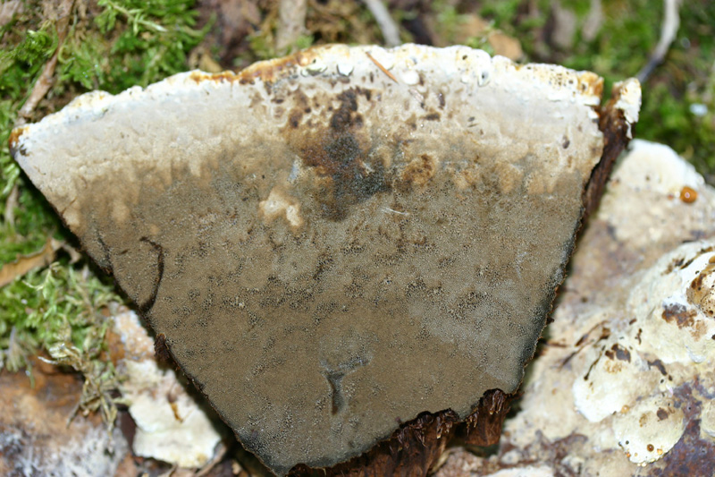 Inonotus dryadeus